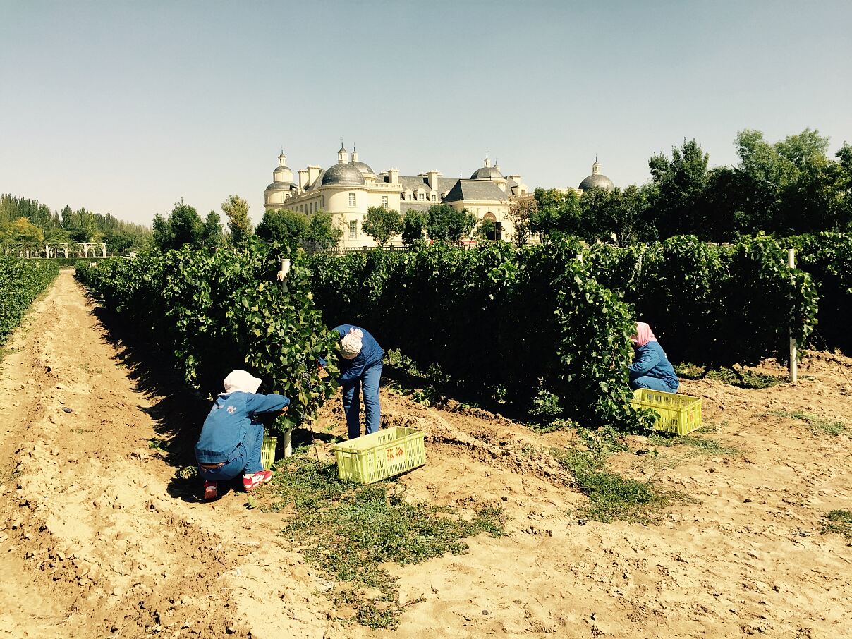 Harvest CCMXV