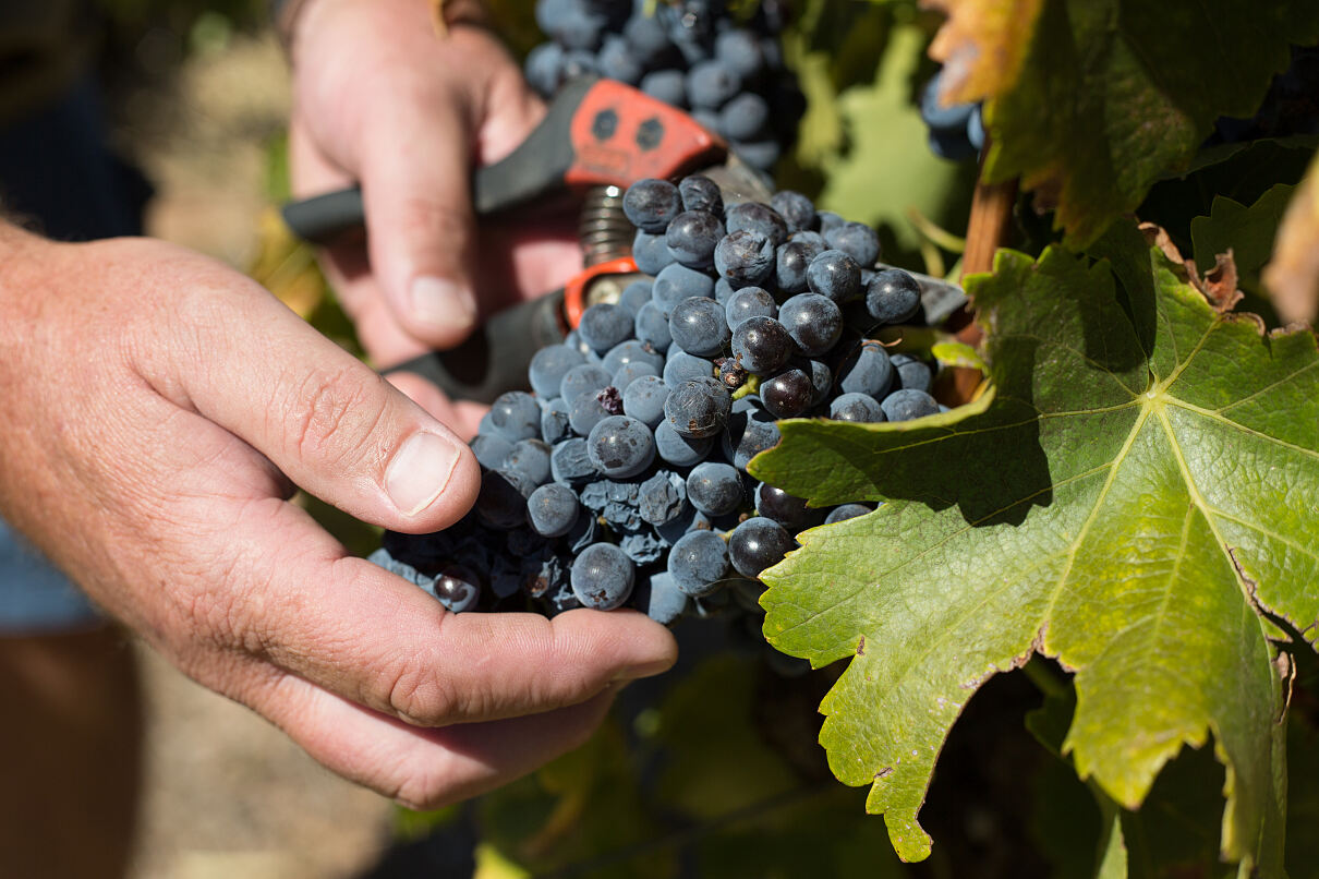 Kilkanoon Grapes