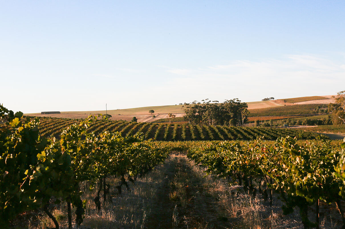 Kilikanoon Wineyard