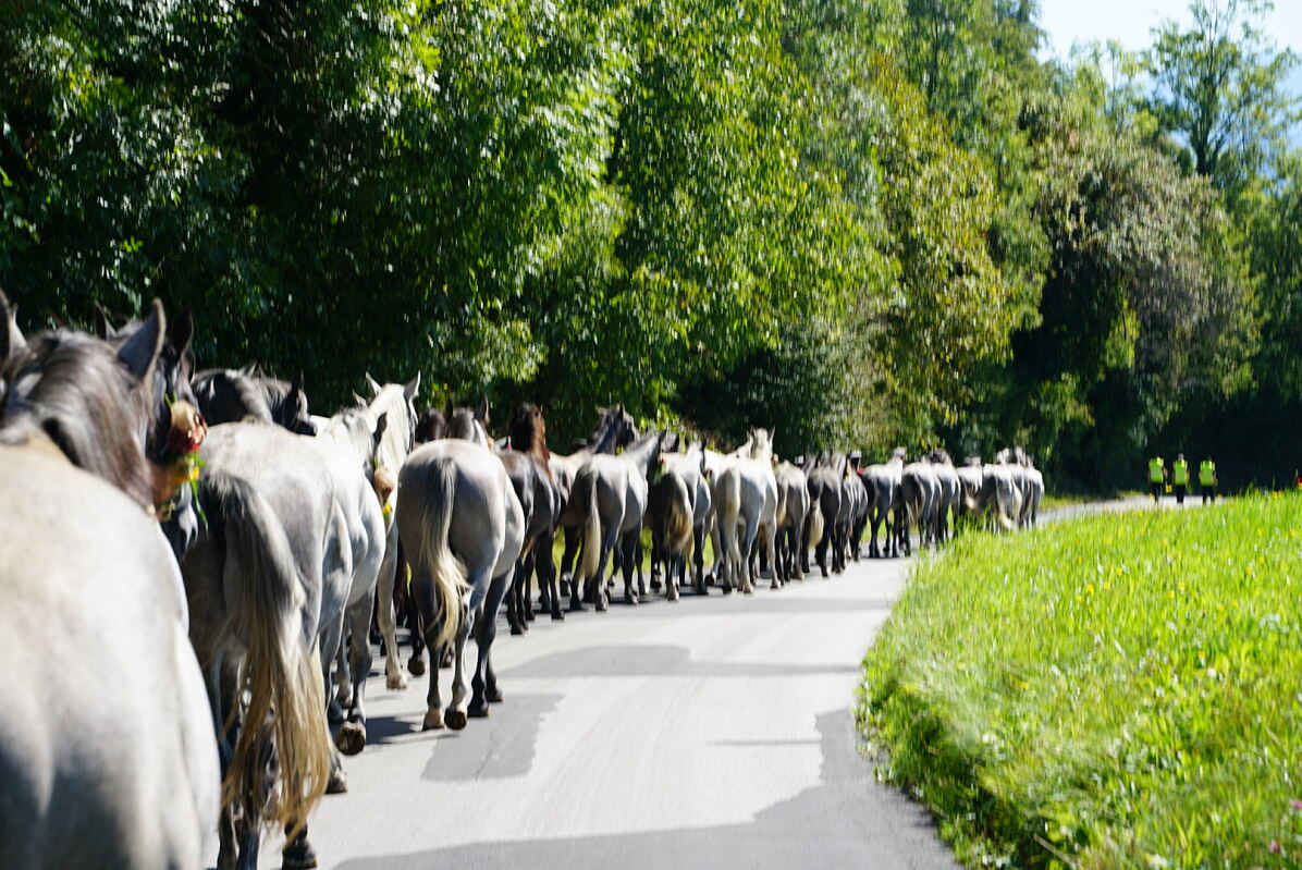 Almabtrieb (C) Spanische Hofreitschule Lipizzanergestüt Piber (12)