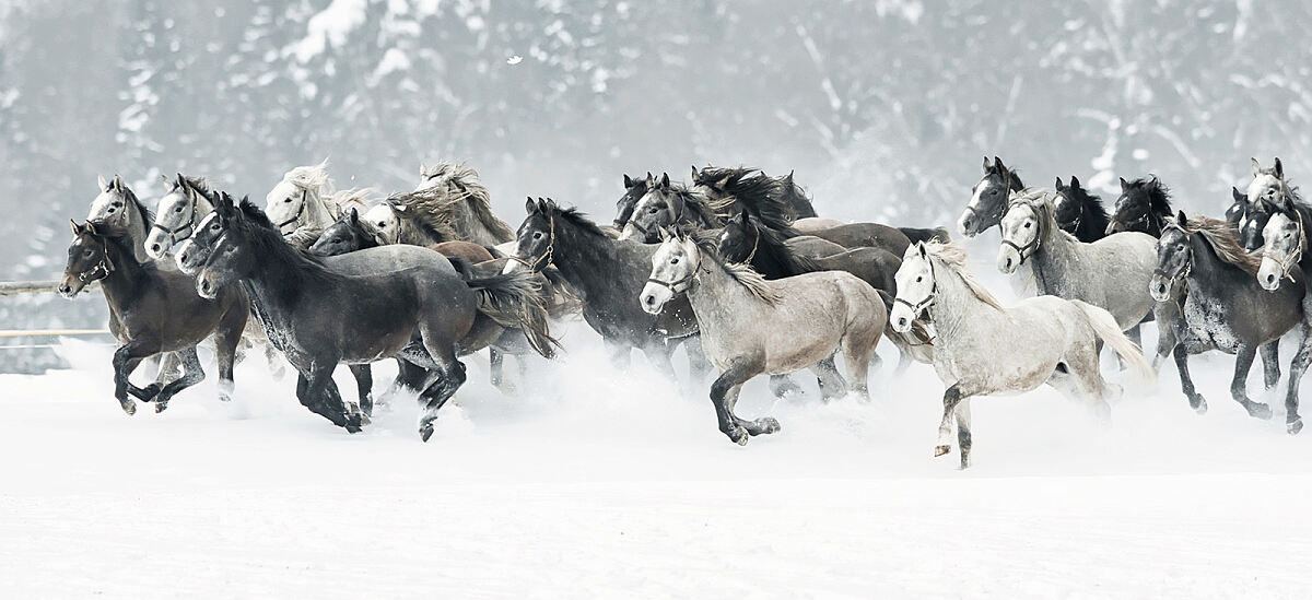 SRS_Winter am Lipizzanergestüt Piber(c) René van Bakel