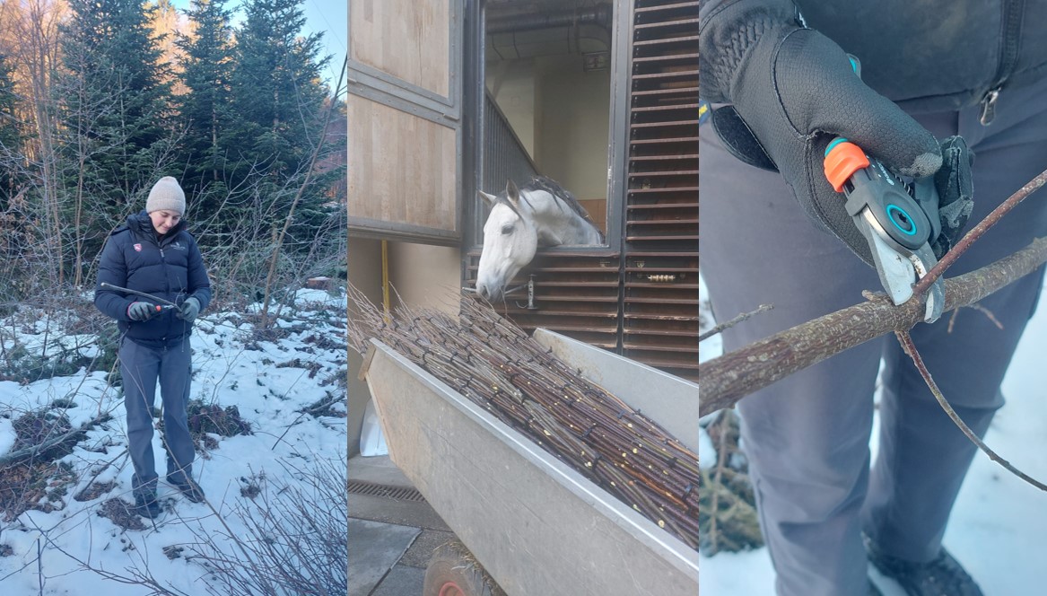 Header_Birkengertenschneiden Jänner 2026